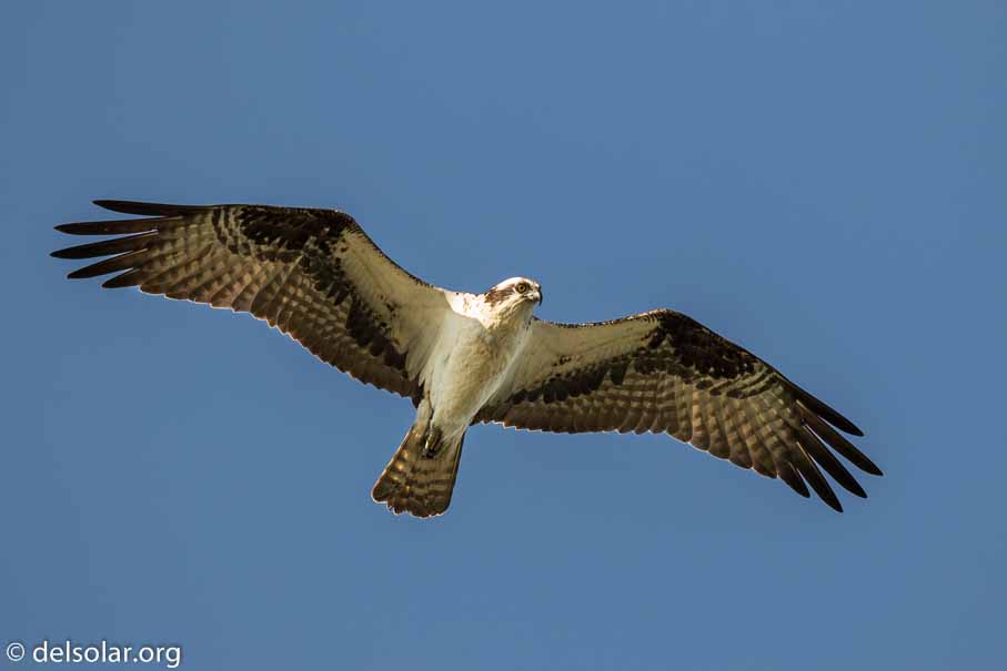 Canon EOS 7D Mark II  --  600 mm  --  EF600mm f/4L IS II USM  