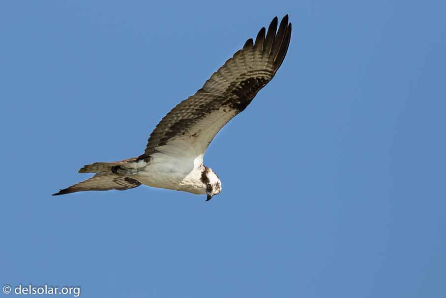 Canon EOS 7D Mark II  --  600 mm  --  EF600mm f/4L IS II USM  