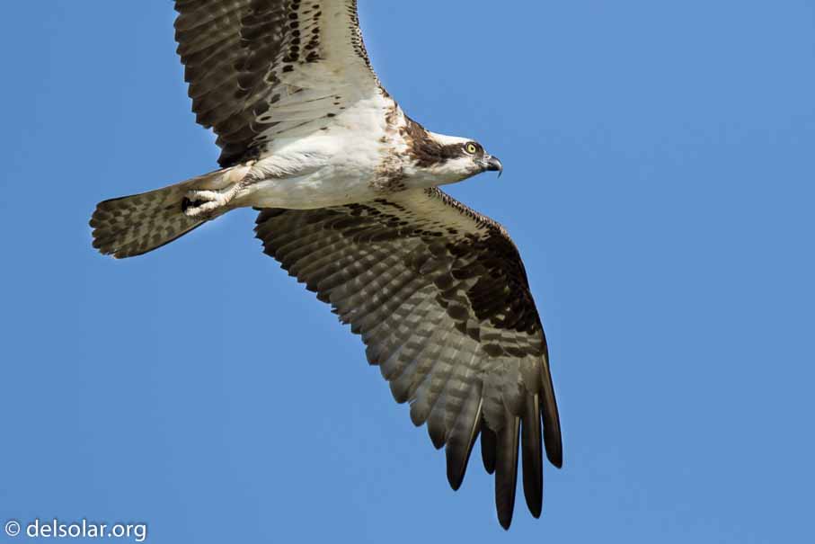 Canon EOS 7D Mark II  --  600 mm  --  EF600mm f/4L IS II USM  