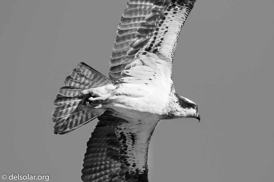 Canon EOS 7D Mark II  --  600 mm  --  EF600mm f/4L IS II USM  