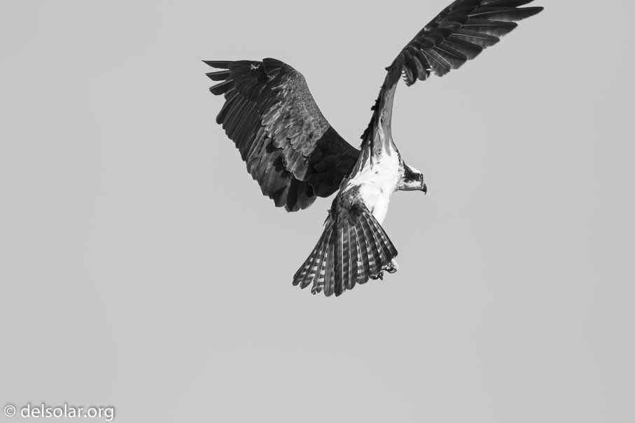 Canon EOS 7D Mark II  --  600 mm  --  EF600mm f/4L IS II USM  