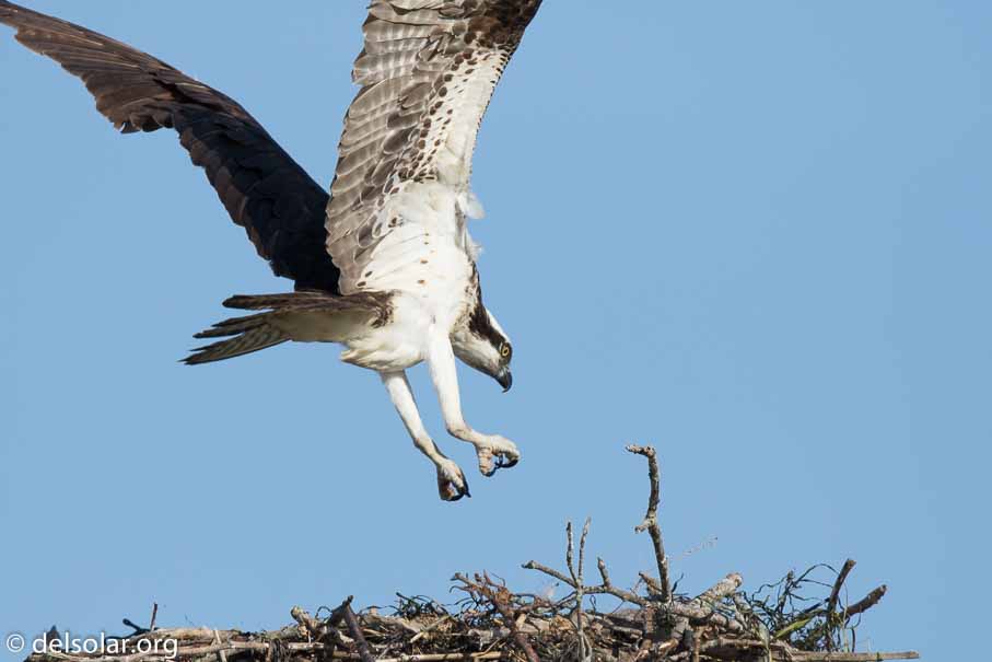 Canon EOS 7D Mark II  --  600 mm  --  EF600mm f/4L IS II USM  