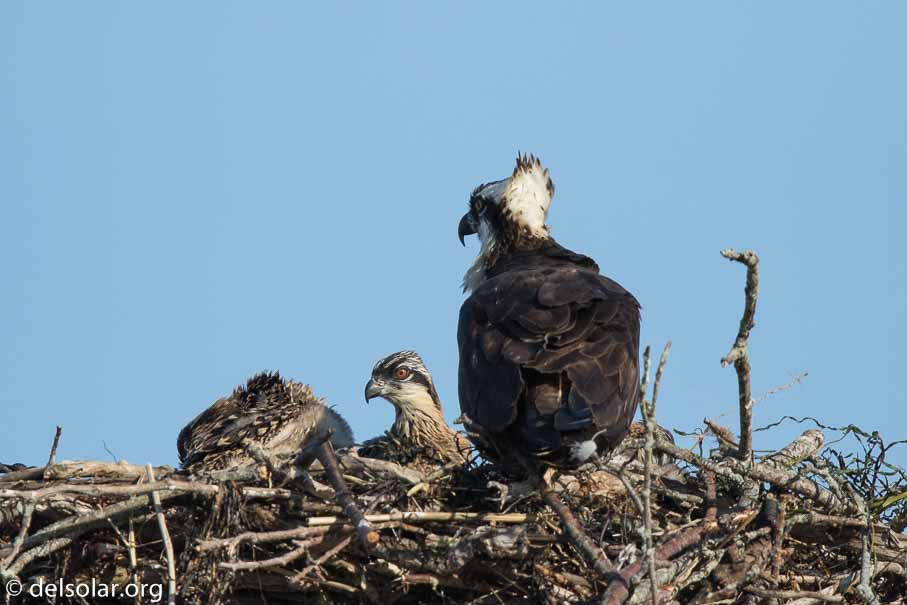 Canon EOS 7D Mark II  --  840 mm  --  EF600mm f/4L IS II USM +1.4x III  