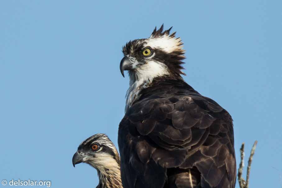 Canon EOS 7D Mark II  --  840 mm  --  EF600mm f/4L IS II USM +1.4x III  