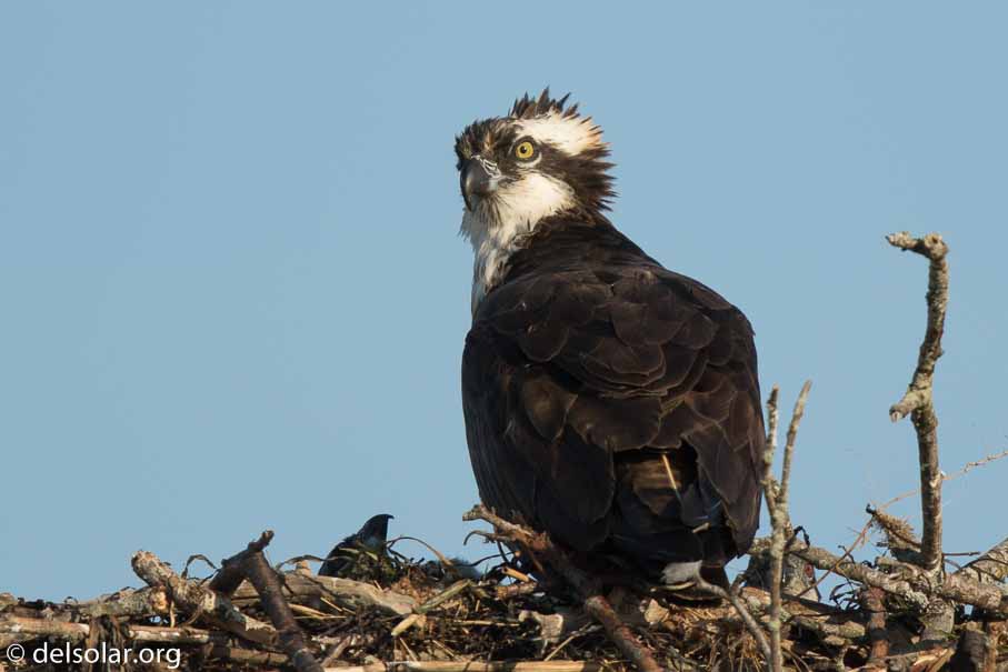 Canon EOS 7D Mark II  --  840 mm  --  EF600mm f/4L IS II USM +1.4x III  