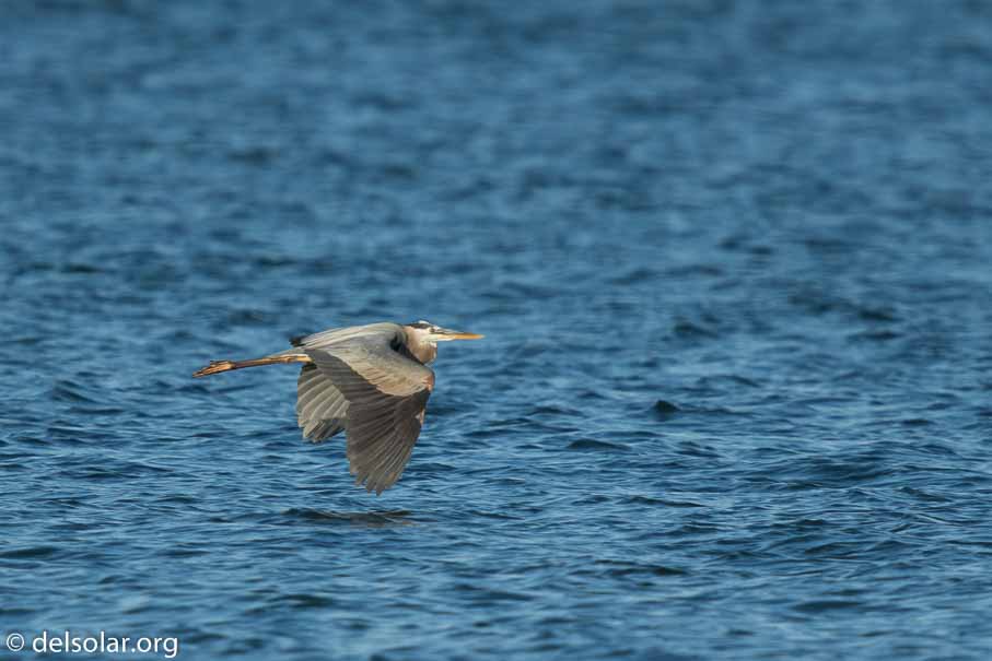 Canon EOS 7D Mark II  --  840 mm  --  EF600mm f/4L IS II USM +1.4x III  