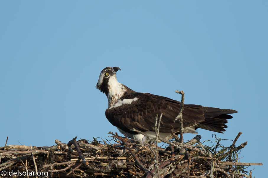 Canon EOS 7D Mark II  --  840 mm  --  EF600mm f/4L IS II USM +1.4x III  