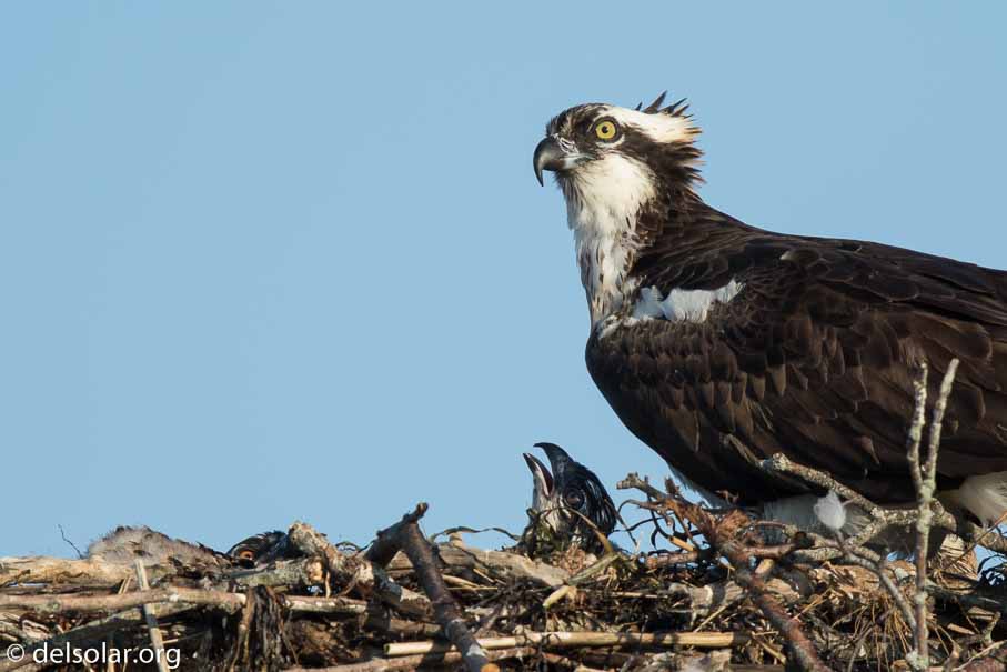 Canon EOS 7D Mark II  --  840 mm  --  EF600mm f/4L IS II USM +1.4x III  