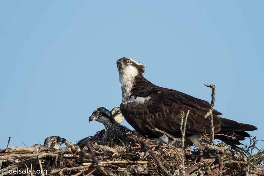 Canon EOS 7D Mark II  --  840 mm  --  EF600mm f/4L IS II USM +1.4x III  