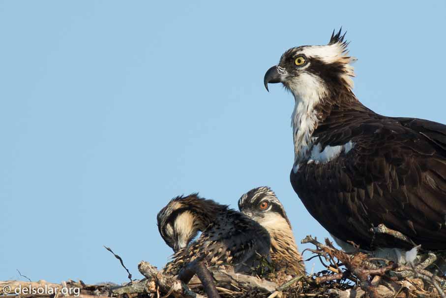 Canon EOS 7D Mark II  --  840 mm  --  EF600mm f/4L IS II USM +1.4x III  