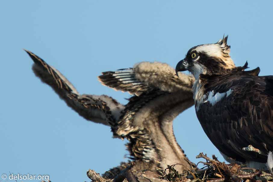 Canon EOS 7D Mark II  --  840 mm  --  EF600mm f/4L IS II USM +1.4x III  