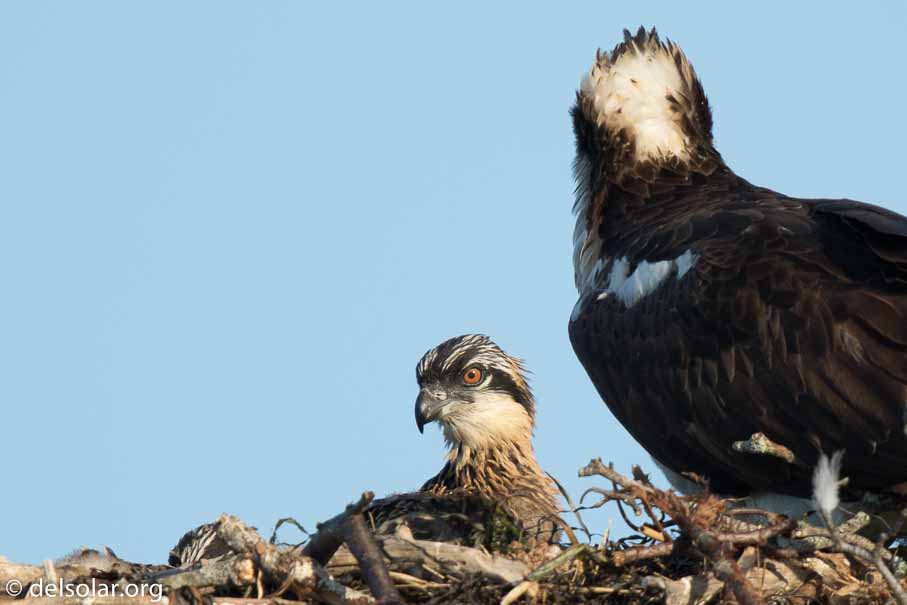 Canon EOS 7D Mark II  --  840 mm  --  EF600mm f/4L IS II USM +1.4x III  