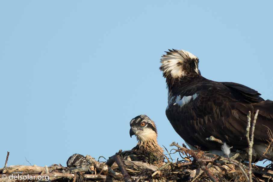 Canon EOS 7D Mark II  --  840 mm  --  EF600mm f/4L IS II USM +1.4x III  