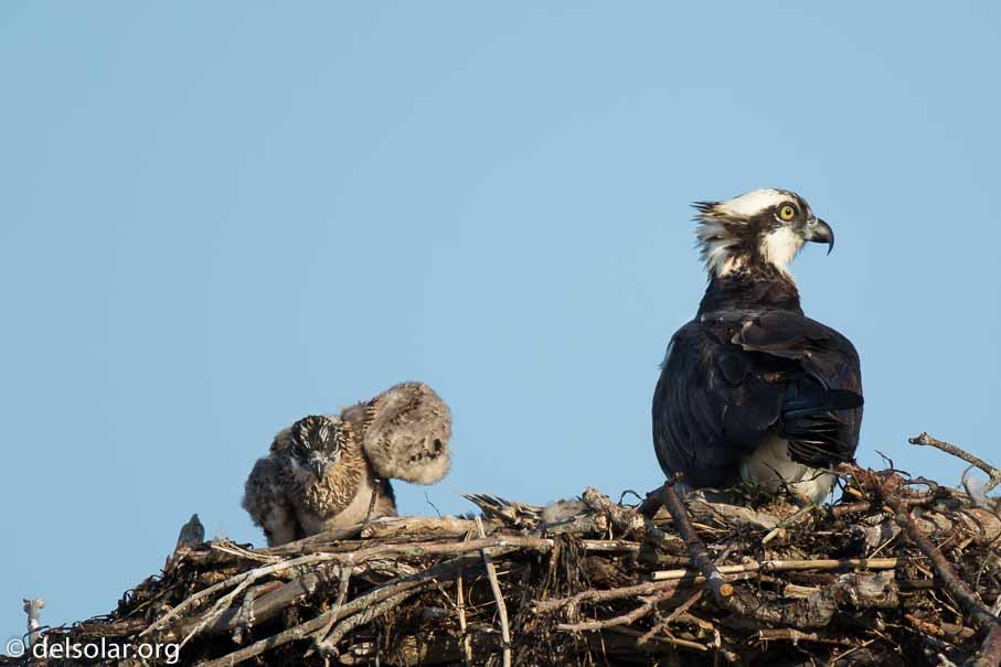 Canon EOS 7D Mark II  --  840 mm  --  EF600mm f/4L IS II USM +1.4x III  