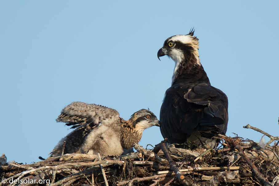 Canon EOS 7D Mark II  --  840 mm  --  EF600mm f/4L IS II USM +1.4x III  