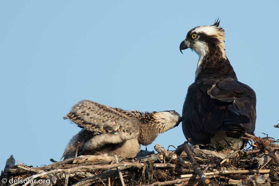 Canon EOS 7D Mark II  --  840 mm  --  EF600mm f/4L IS II USM +1.4x III  