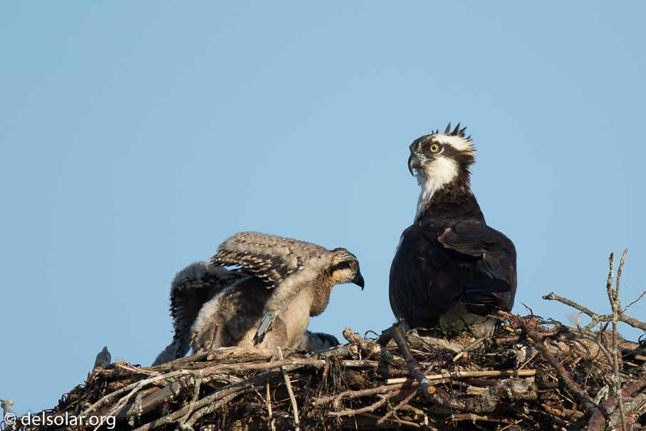 Canon EOS 7D Mark II  --  840 mm  --  EF600mm f/4L IS II USM +1.4x III  