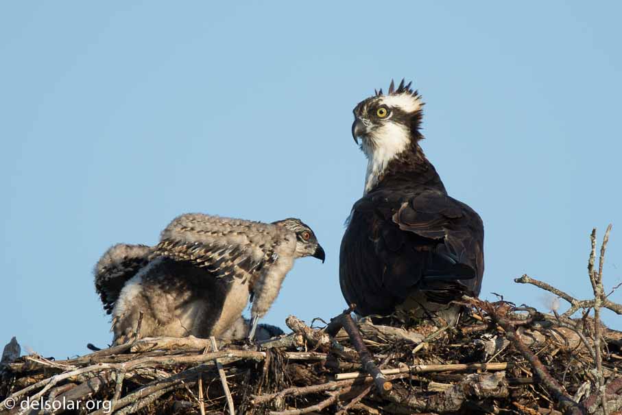 Canon EOS 7D Mark II  --  840 mm  --  EF600mm f/4L IS II USM +1.4x III  