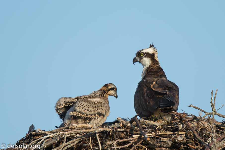 Canon EOS 7D Mark II  --  840 mm  --  EF600mm f/4L IS II USM +1.4x III  