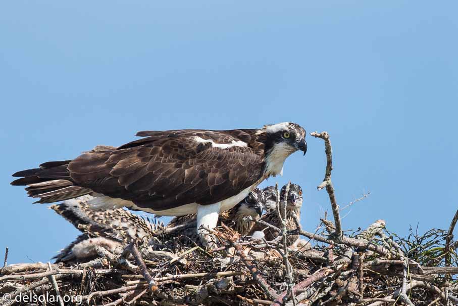 Canon EOS 5D Mark III  --  600 mm  --  EF600mm f/4L IS II USM  