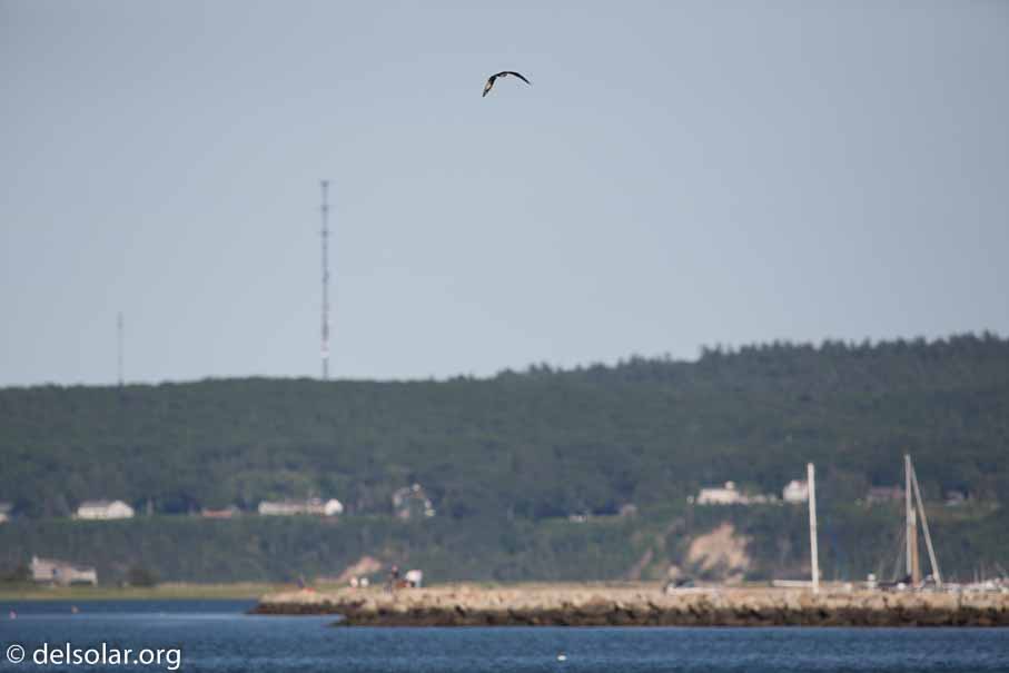 Canon EOS 5D Mark III  --  600 mm  --  EF600mm f/4L IS II USM  