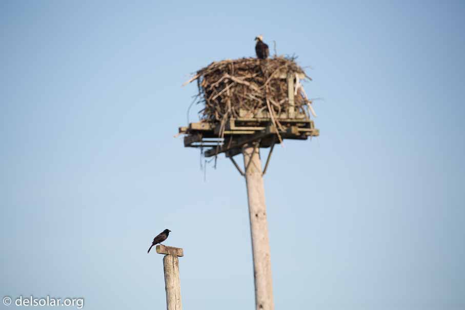 Canon EOS 5D Mark III  --  271 mm  --  EF100-400mm f/4.5-5.6L IS II USM  