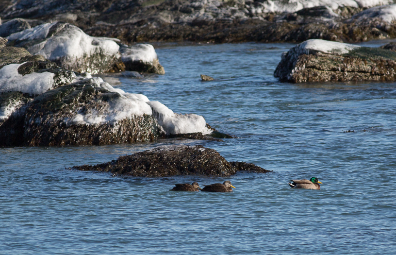 Canon EOS 5D Mark III - EF400mm f/5.6L USM