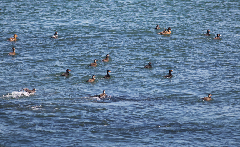 Canon EOS 5D Mark III - EF400mm f/5.6L USM