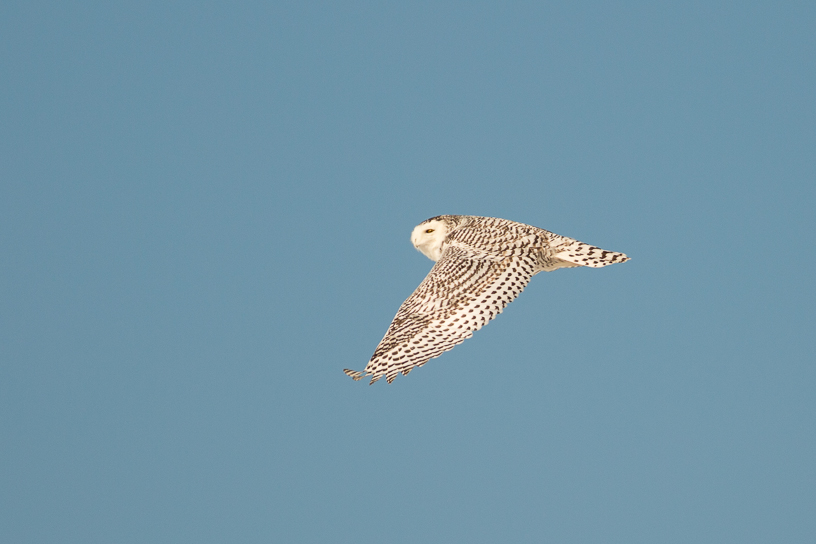 Canon EOS 5D Mark III - EF400mm f/5.6L USM