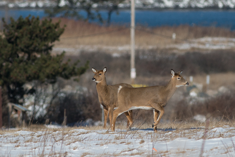 Canon EOS 5D Mark III - EF400mm f/5.6L USM