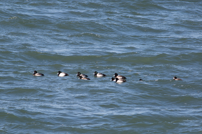 Canon EOS 5D Mark III - EF400mm f/5.6L USM