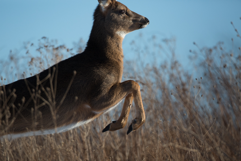 Canon EOS 5D Mark III - EF500mm f/4L IS USM