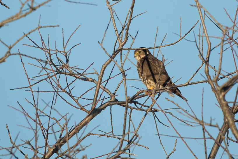 Canon EOS 5D Mark III - EF500mm f/4L IS USM