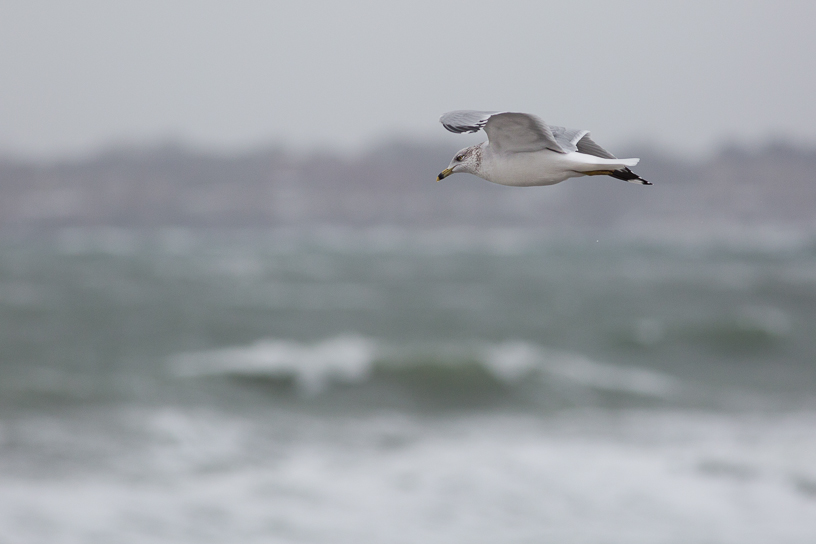 Canon EOS 5D Mark III - EF400mm f/5.6L USM