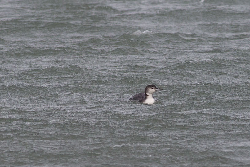 Canon EOS 5D Mark III - EF400mm f/5.6L USM