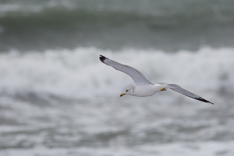 Canon EOS 5D Mark III - EF400mm f/5.6L USM