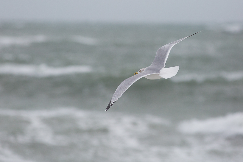 Canon EOS 5D Mark III - EF400mm f/5.6L USM