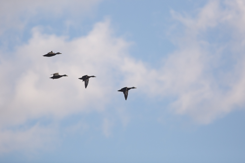 Canon EOS 5D Mark III - EF400mm f/5.6L USM