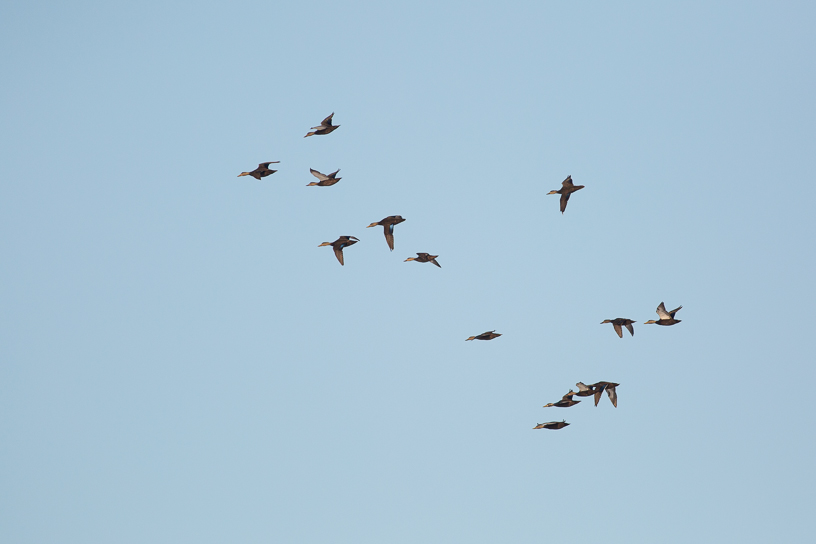 Canon EOS 5D Mark III - EF400mm f/5.6L USM