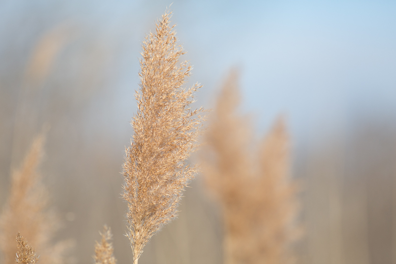 Canon EOS 5D Mark III - EF400mm f/5.6L USM