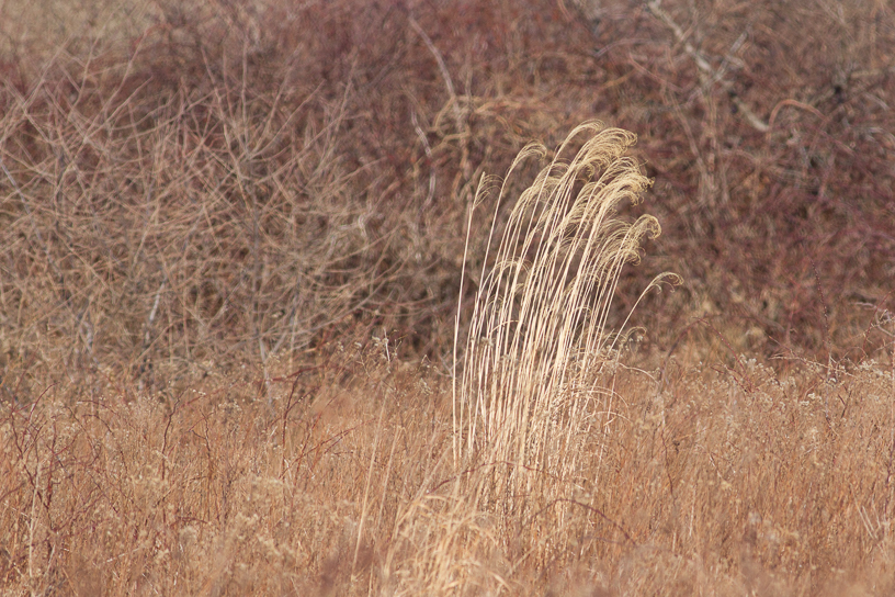 Canon EOS 7D - EF400mm f/5.6L USM