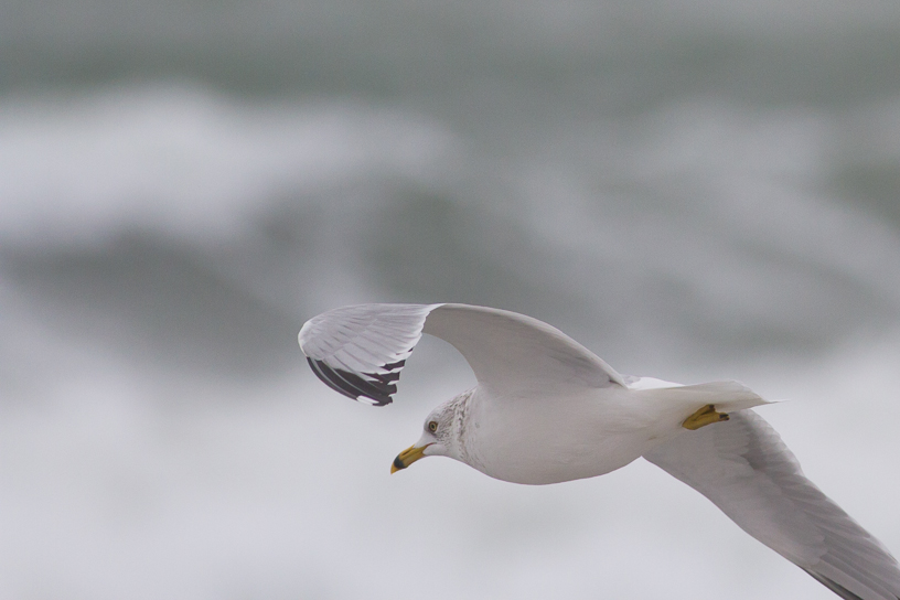 Canon EOS 7D - EF400mm f/5.6L USM