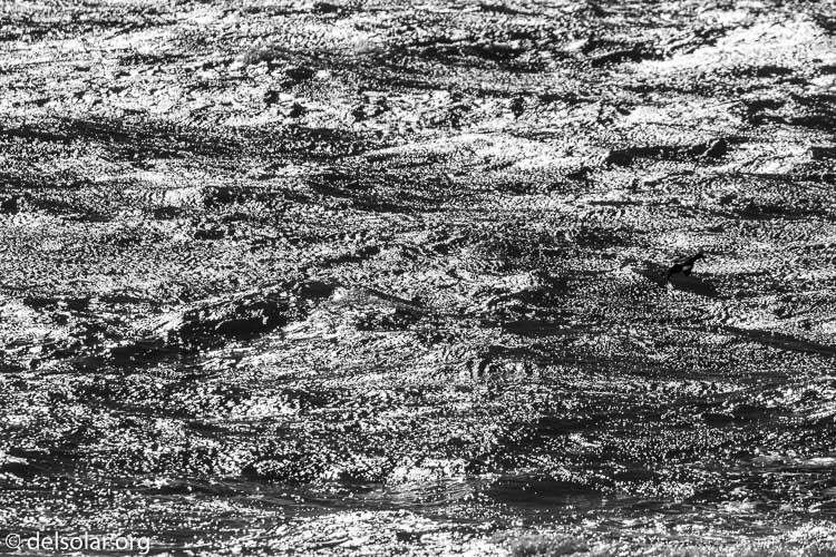 Canon EOS 7D Mark II  --  476 mm  --  EF100-400mm f/4.5-5.6L IS II USM +1.4x III  