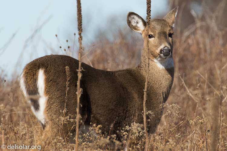 Canon EOS 7D Mark II  --  504 mm  --  EF100-400mm f/4.5-5.6L IS II USM +1.4x III  