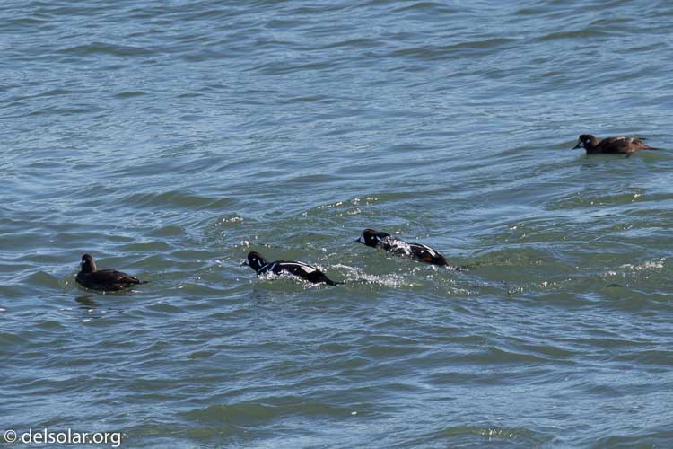 Canon EOS 7D Mark II  --  490 mm  --  EF100-400mm f/4.5-5.6L IS II USM +1.4x III  