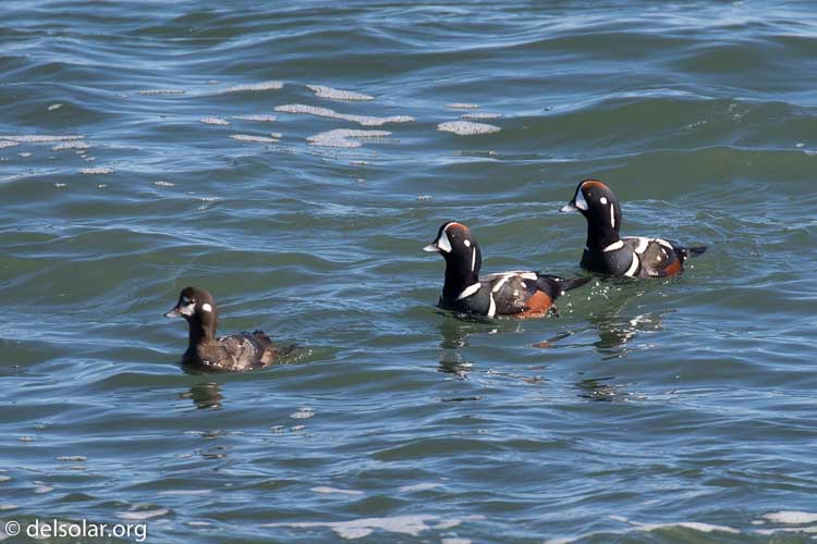 Canon EOS 7D Mark II  --  560 mm  --  EF100-400mm f/4.5-5.6L IS II USM +1.4x III  