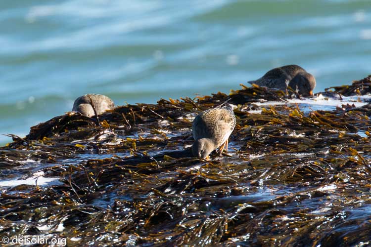 Canon EOS 7D Mark II  --  504 mm  --  EF100-400mm f/4.5-5.6L IS II USM +1.4x III  