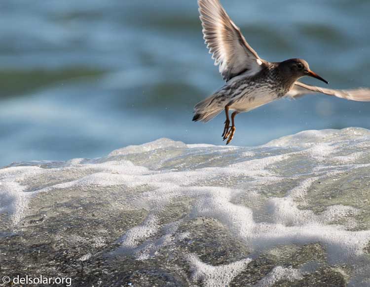 Canon EOS 7D Mark II  --  560 mm  --  EF100-400mm f/4.5-5.6L IS II USM +1.4x III  