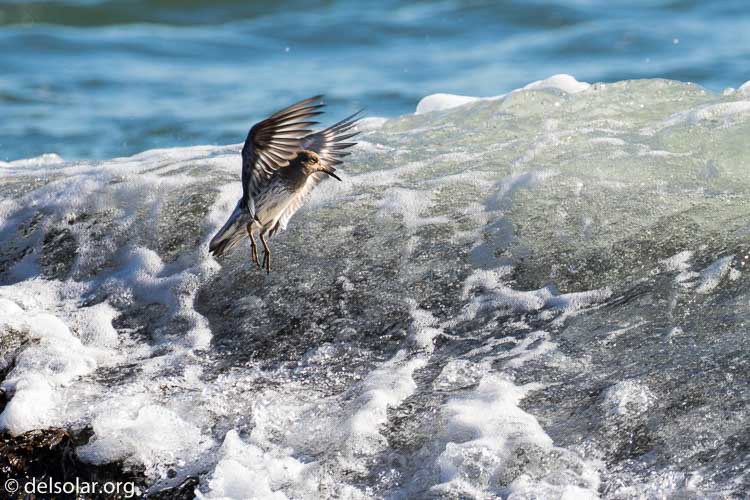 Canon EOS 7D Mark II  --  338 mm  --  EF100-400mm f/4.5-5.6L IS II USM +1.4x III  