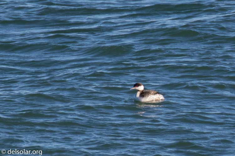 Canon EOS 7D Mark II  --  560 mm  --  EF100-400mm f/4.5-5.6L IS II USM +1.4x III  